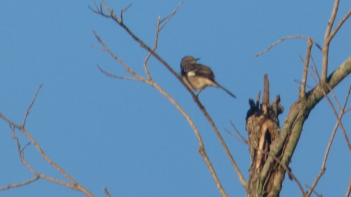 Northern Mockingbird - ML643733401