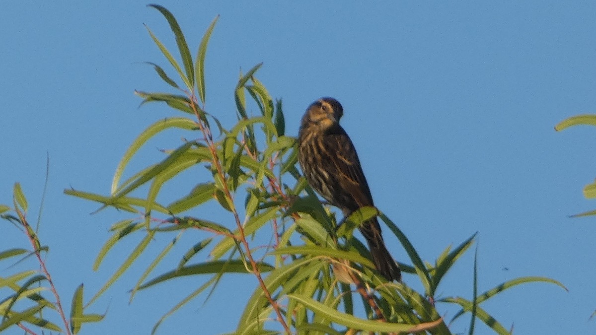 Red-winged Blackbird - ML643733411