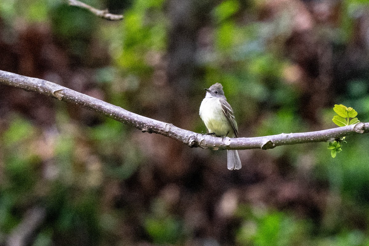 Yellow-bellied Elaenia - ML643733414