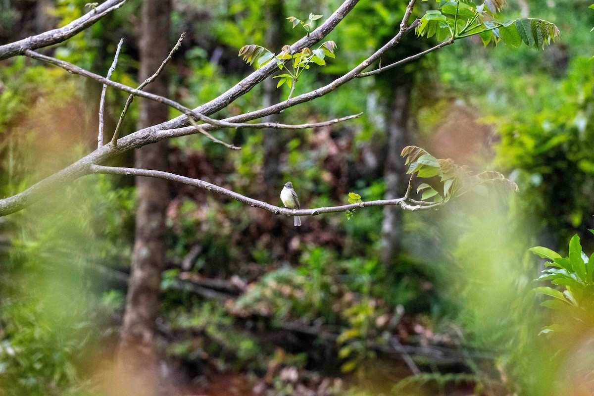 Yellow-bellied Elaenia - ML643733415