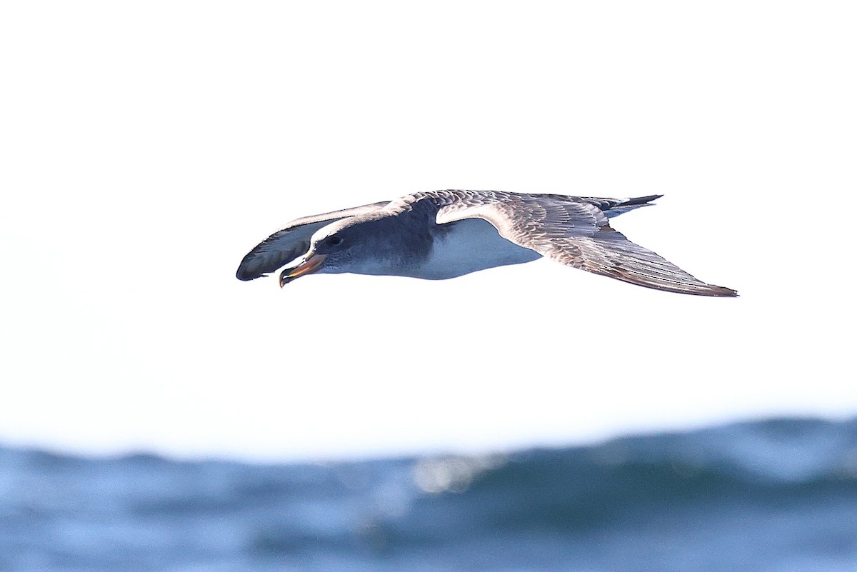 Cory's/Scopoli's Shearwater - ML643733417