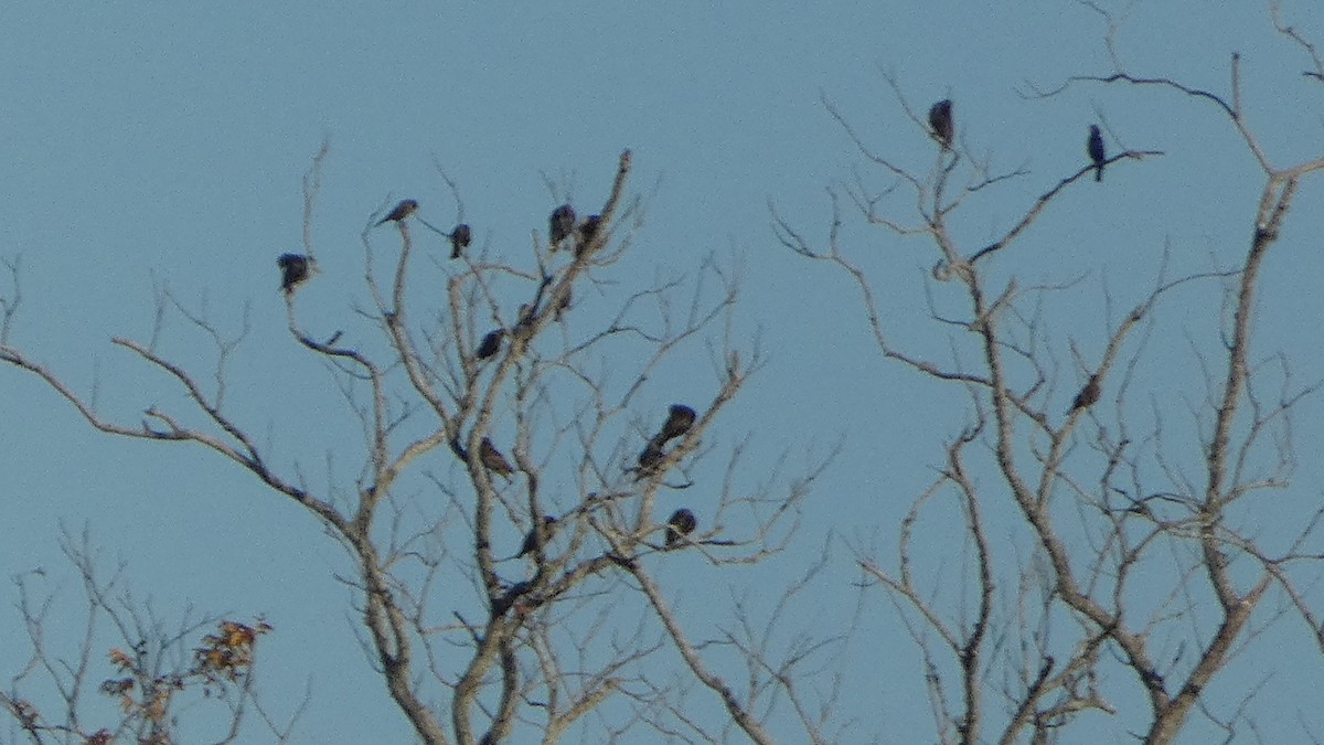 Common Grackle - ML643733418