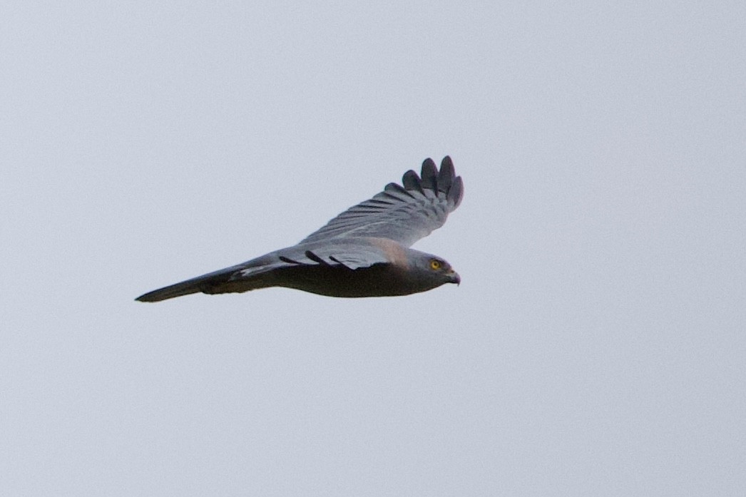 Fiji Goshawk - ML643733423