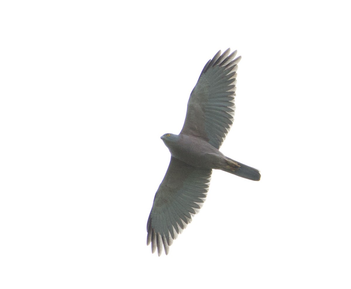 Fiji Goshawk - ML643733424