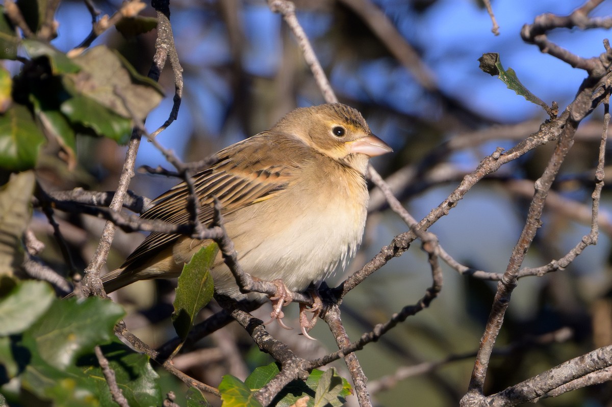 Dickcissel - ML643733429