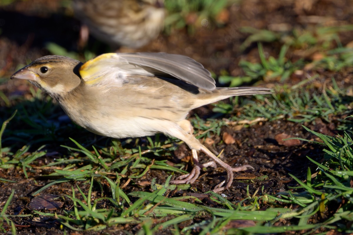 Dickcissel - ML643733430