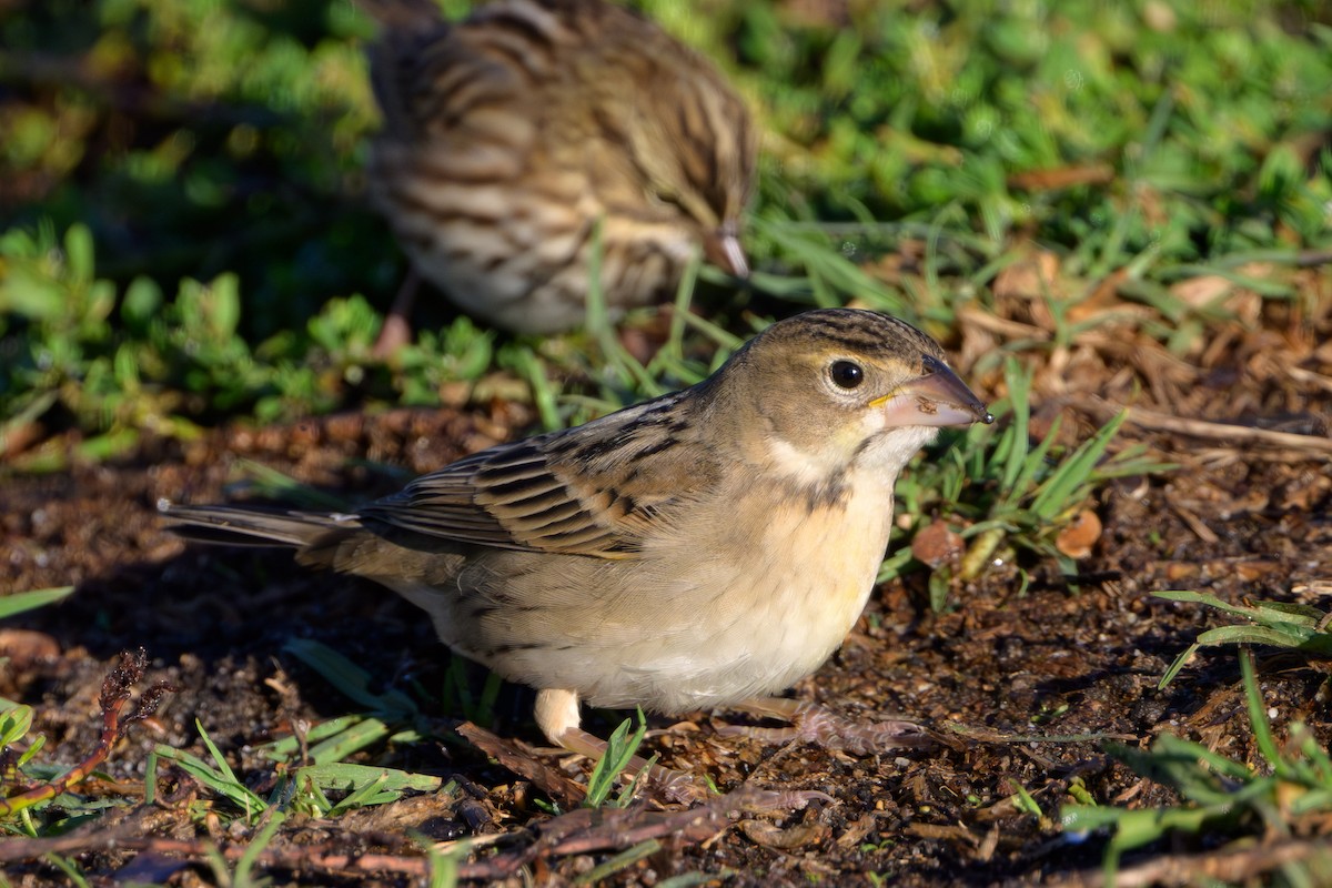 Dickcissel - ML643733431