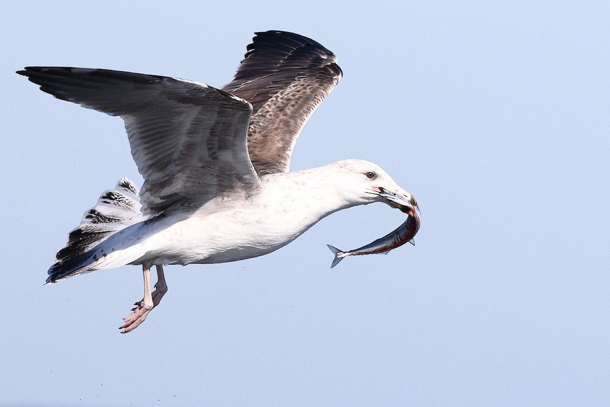 Great Black-backed Gull - ML643733471