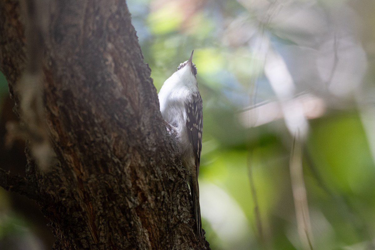 Brown Creeper - ML643733480
