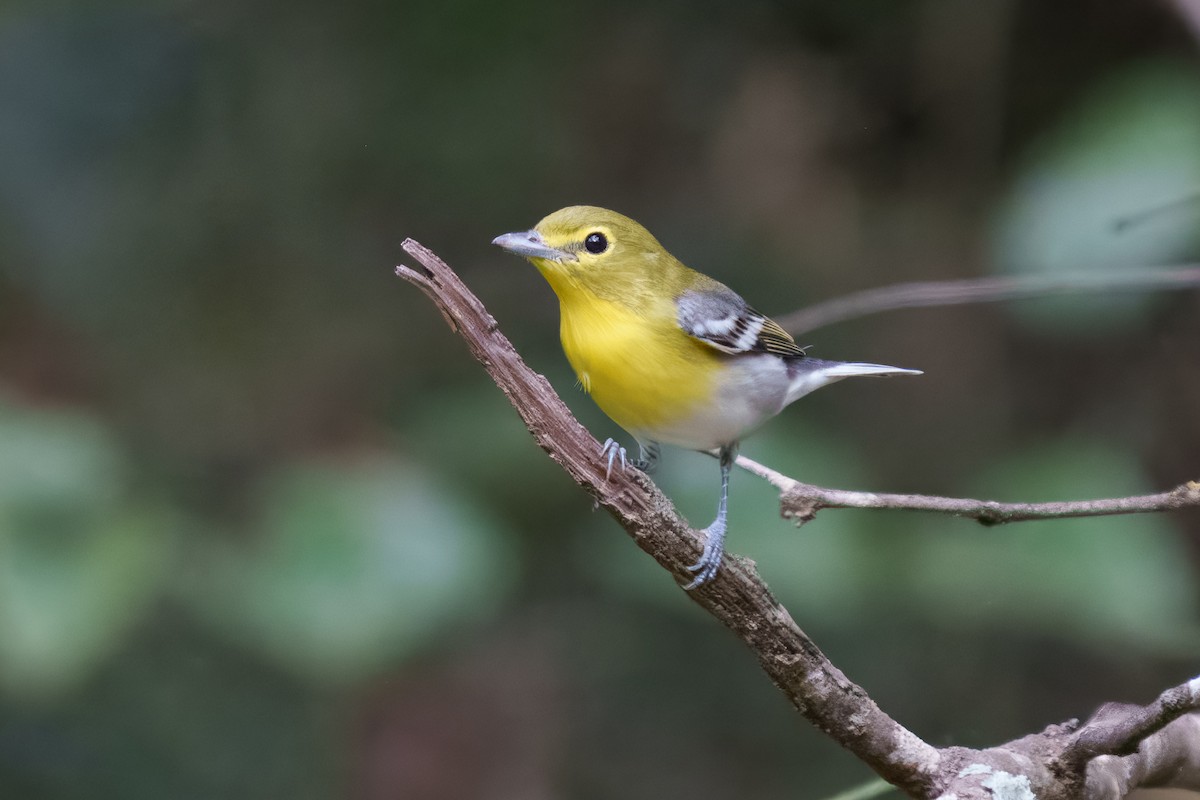 Yellow-throated Vireo - ML643733530