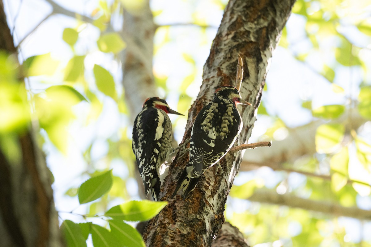 Red-naped Sapsucker - ML643733532