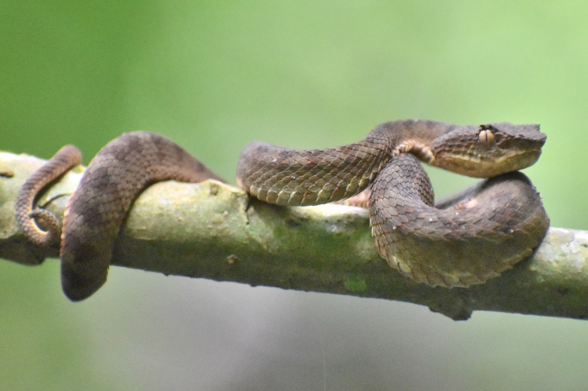 Highland Eyelash-Pitviper - ML643733538