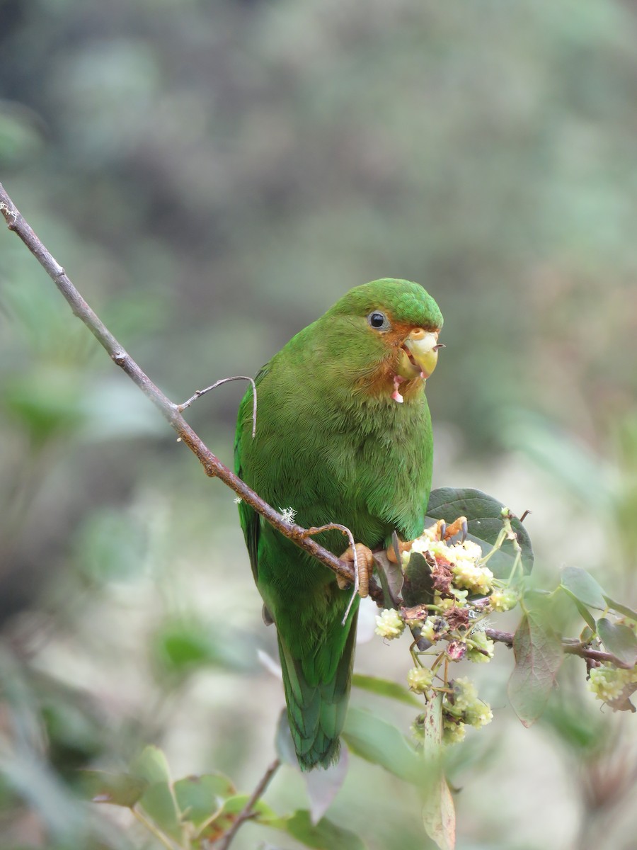 Rufous-fronted Parakeet - ML643733544