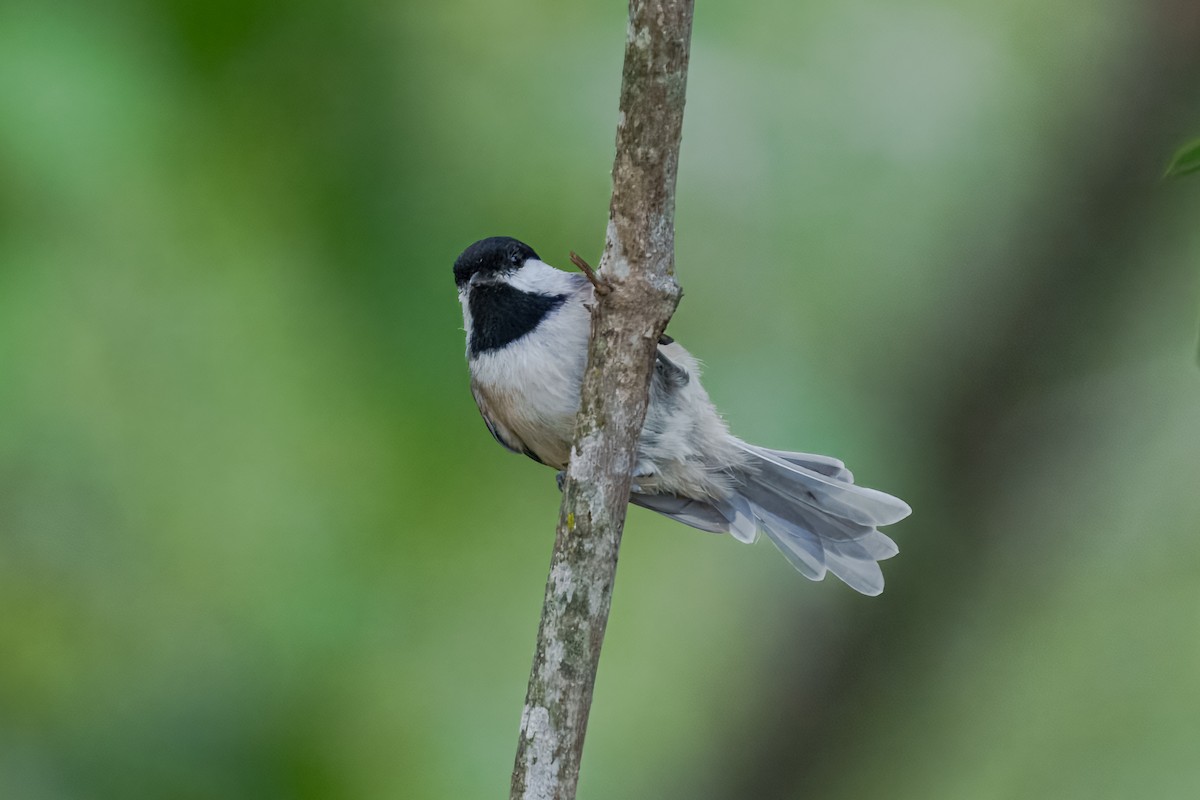 Carolina Chickadee - ML643733555