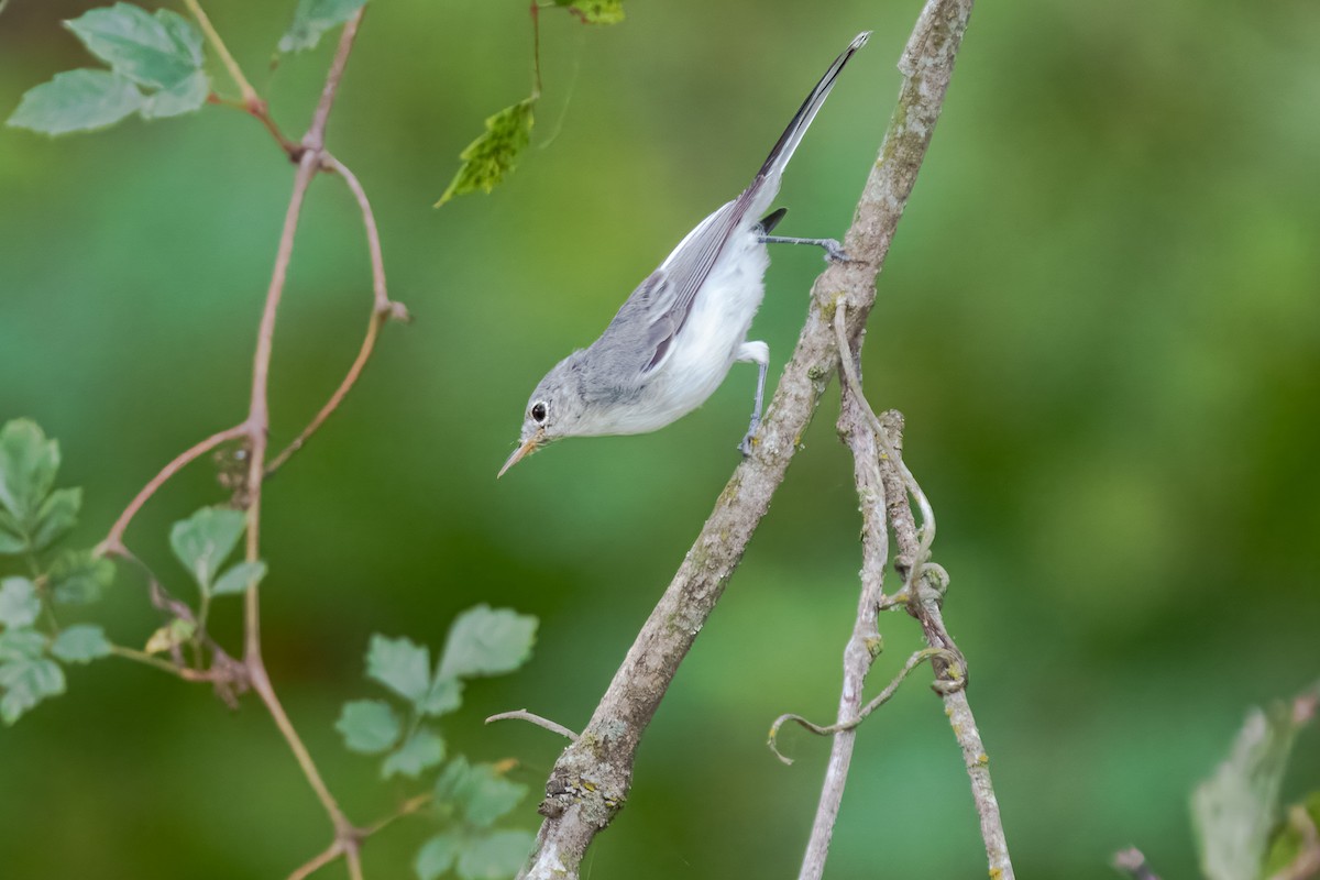 Blue-gray Gnatcatcher - ML643733569