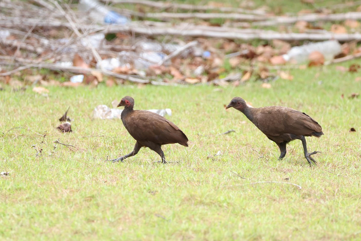 Philippine Megapode - ML643733570