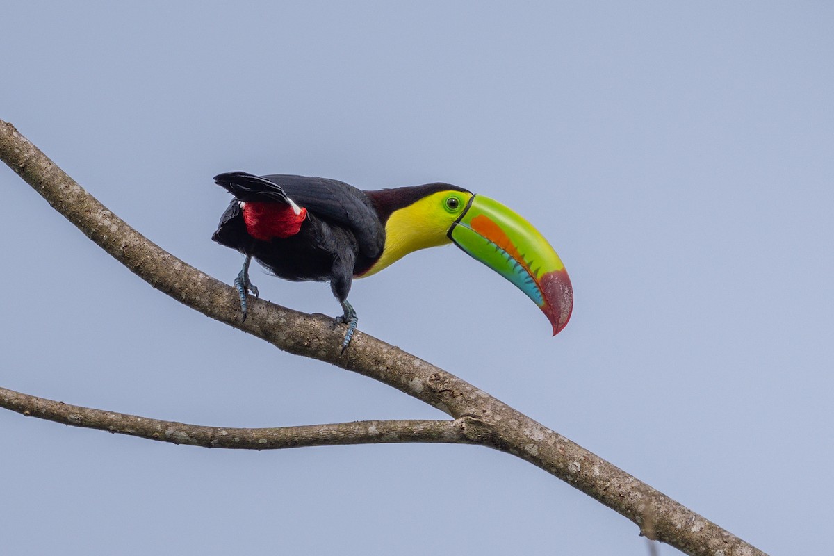 Keel-billed Toucan - ML643733571