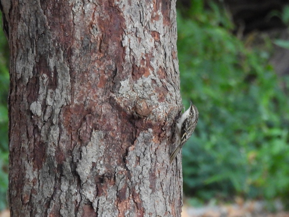 Brown Creeper - ML643733579