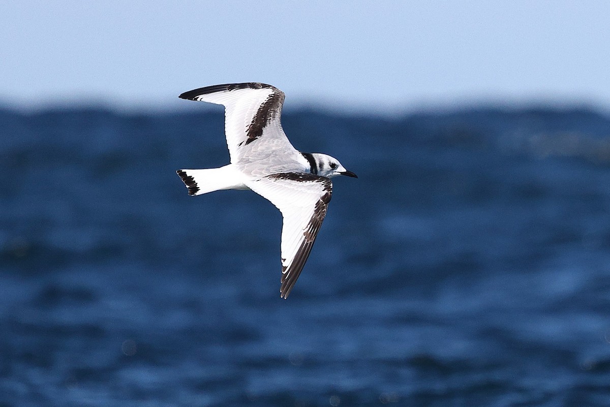 Gaviota Tridáctila - ML643733598