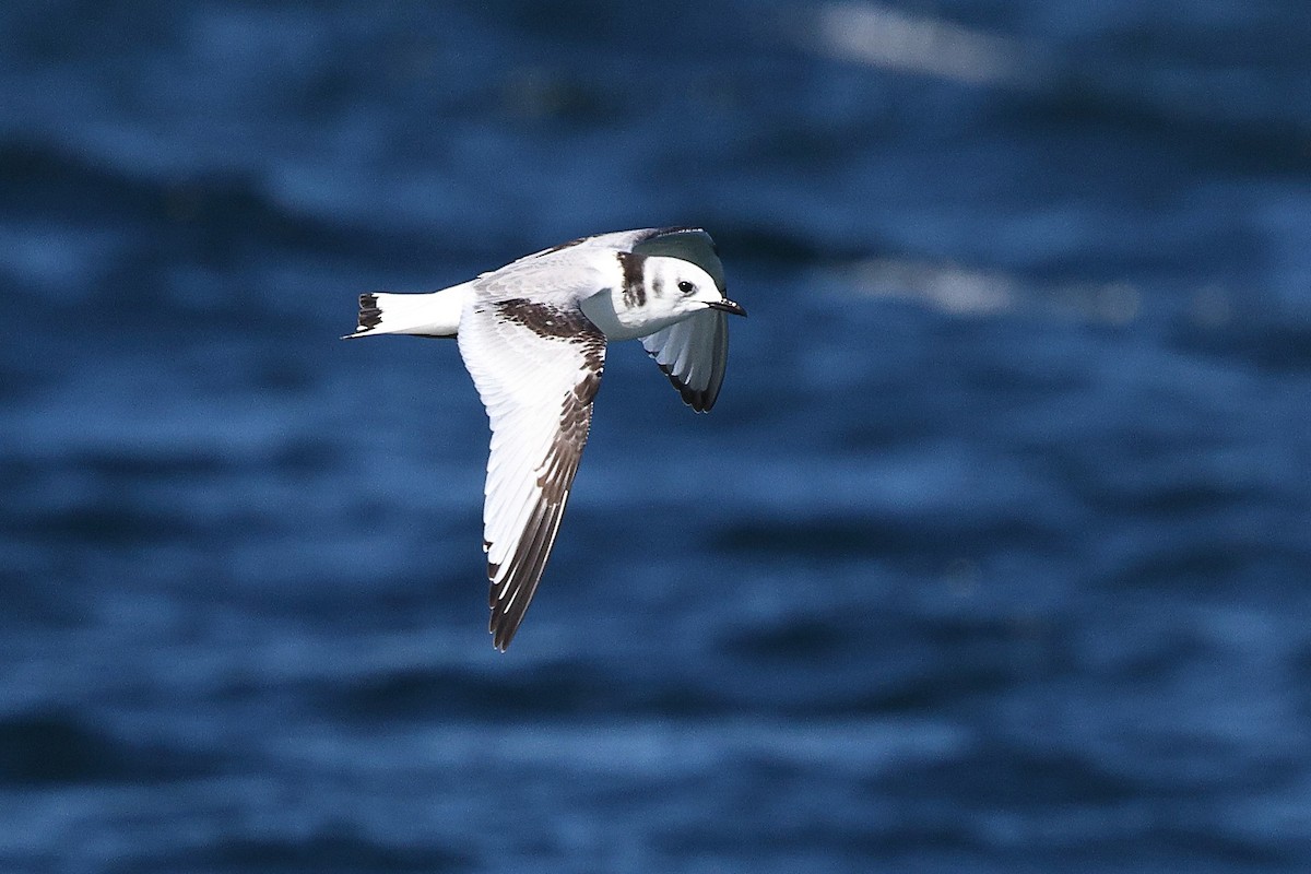 Gaviota Tridáctila - ML643733599