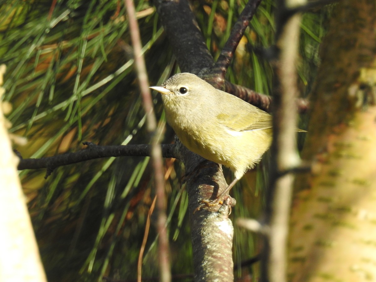 lesňáček hvězdičkový - ML643733652