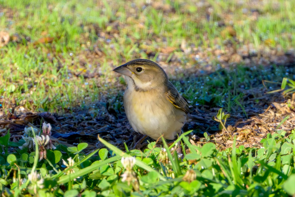 Dickcissel - ML643733655