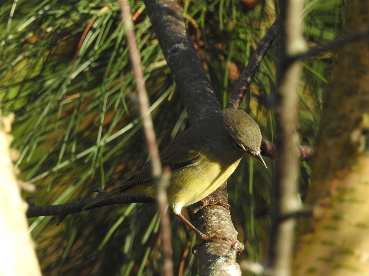 lesňáček hvězdičkový - ML643733664