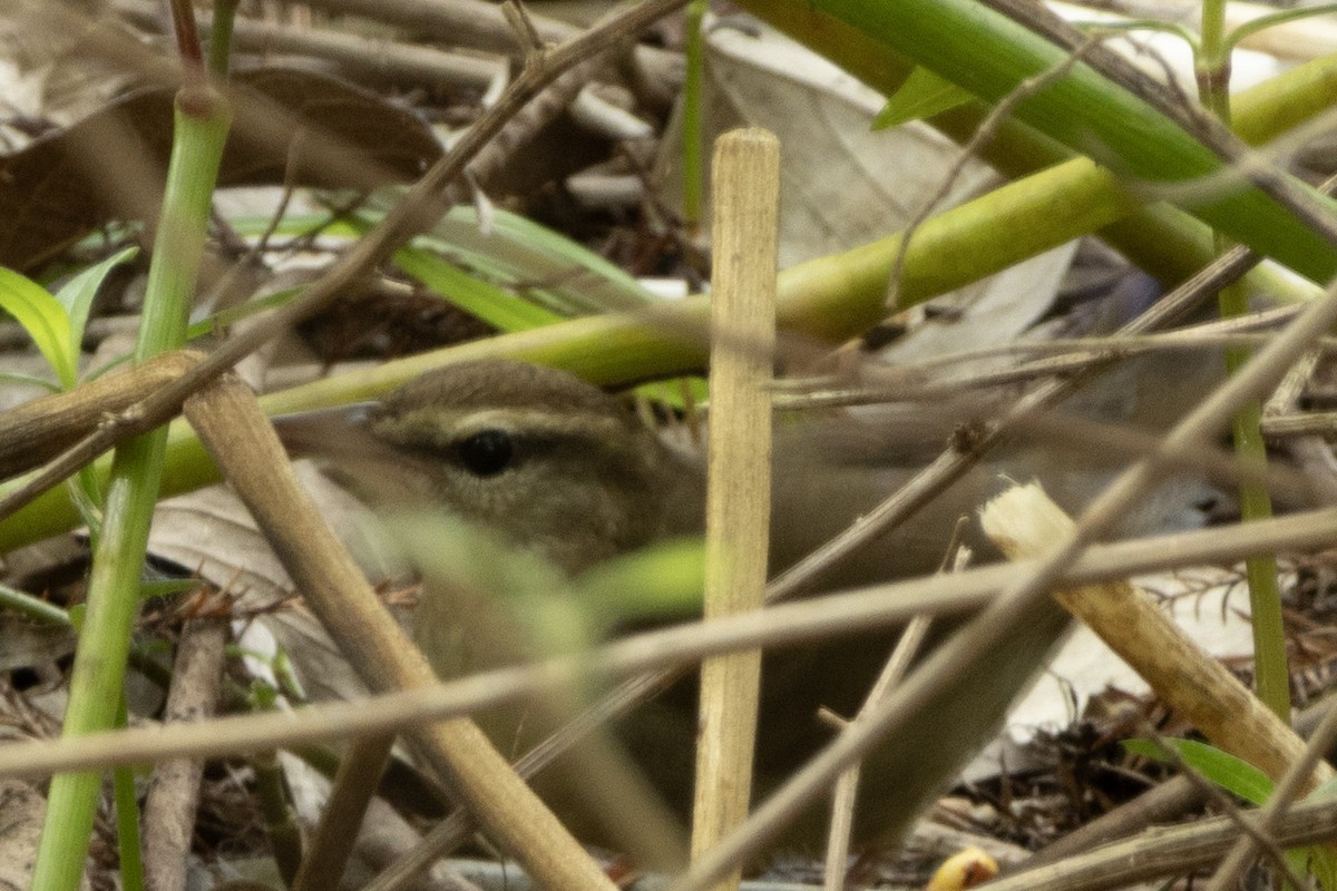 Swainson's Warbler - ML643733692