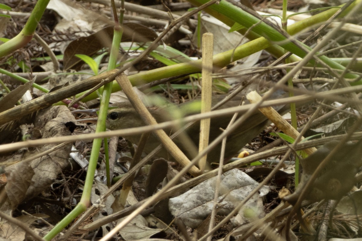 Swainson's Warbler - ML643733693