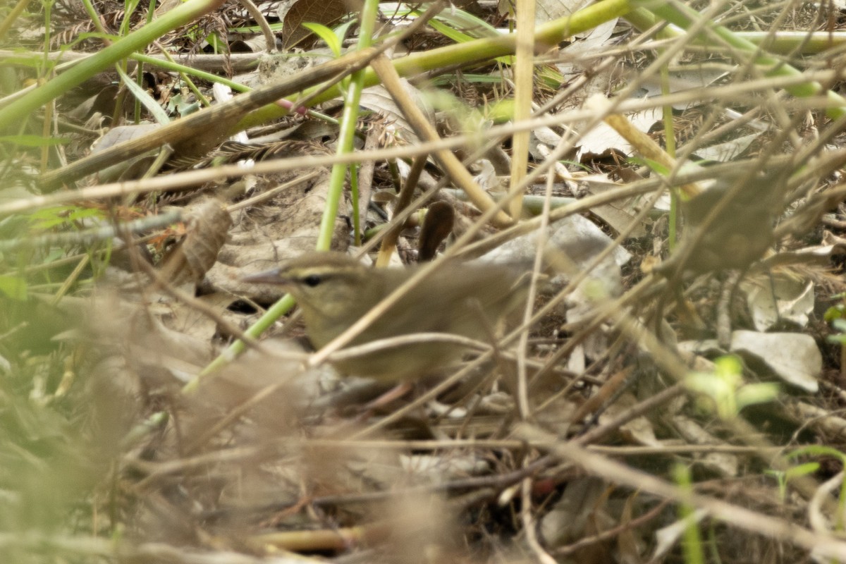 Swainson's Warbler - ML643733694