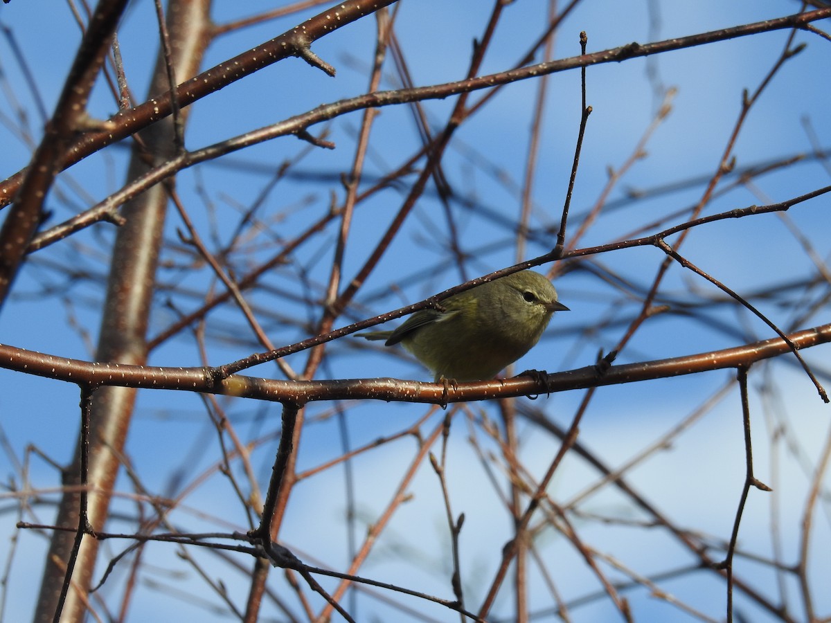 lesňáček hvězdičkový - ML643733696