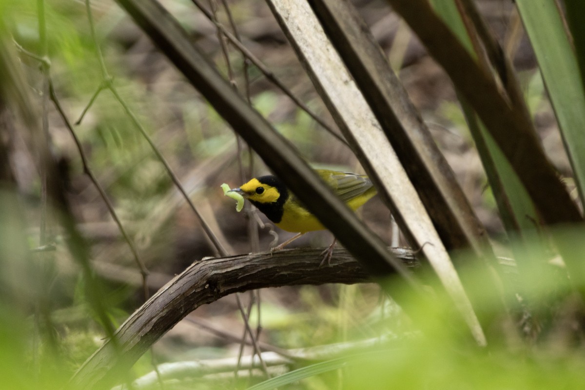 Hooded Warbler - ML643733705