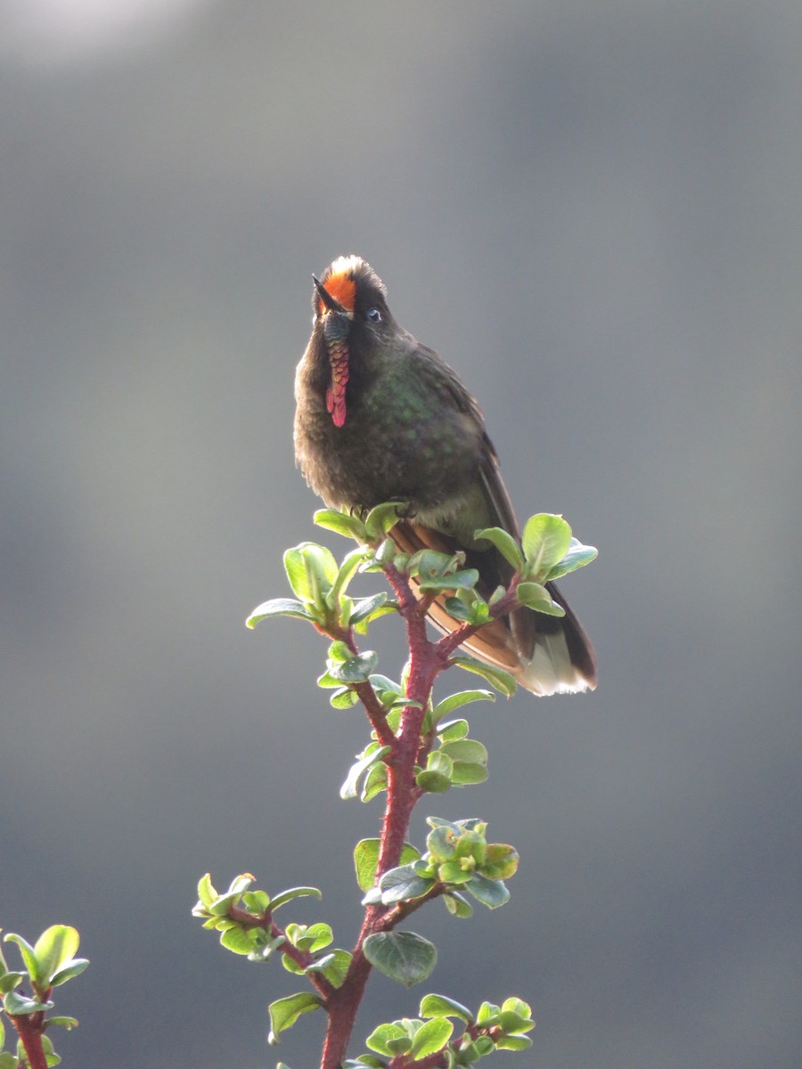 Rainbow-bearded Thornbill - ML643733707