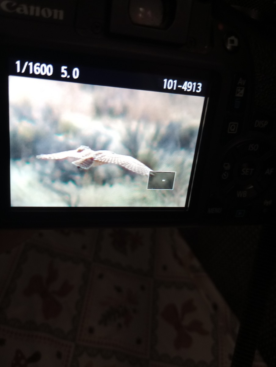 Burrowing Owl - ML643733712