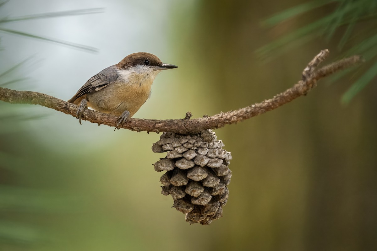 Brown-headed Nuthatch - ML643733719