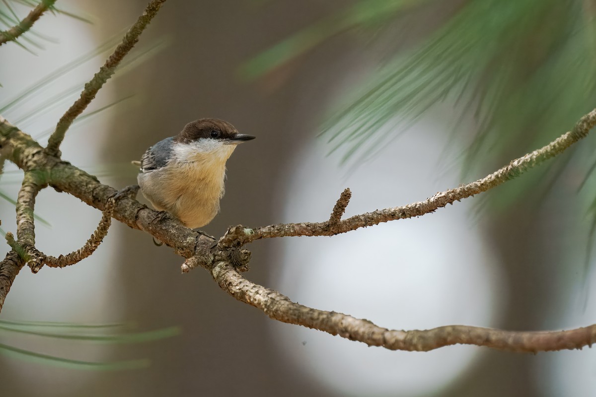 Brown-headed Nuthatch - ML643733720