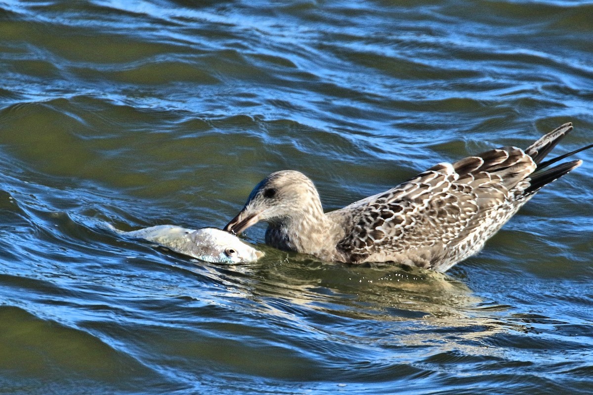 American Herring Gull - ML643733735