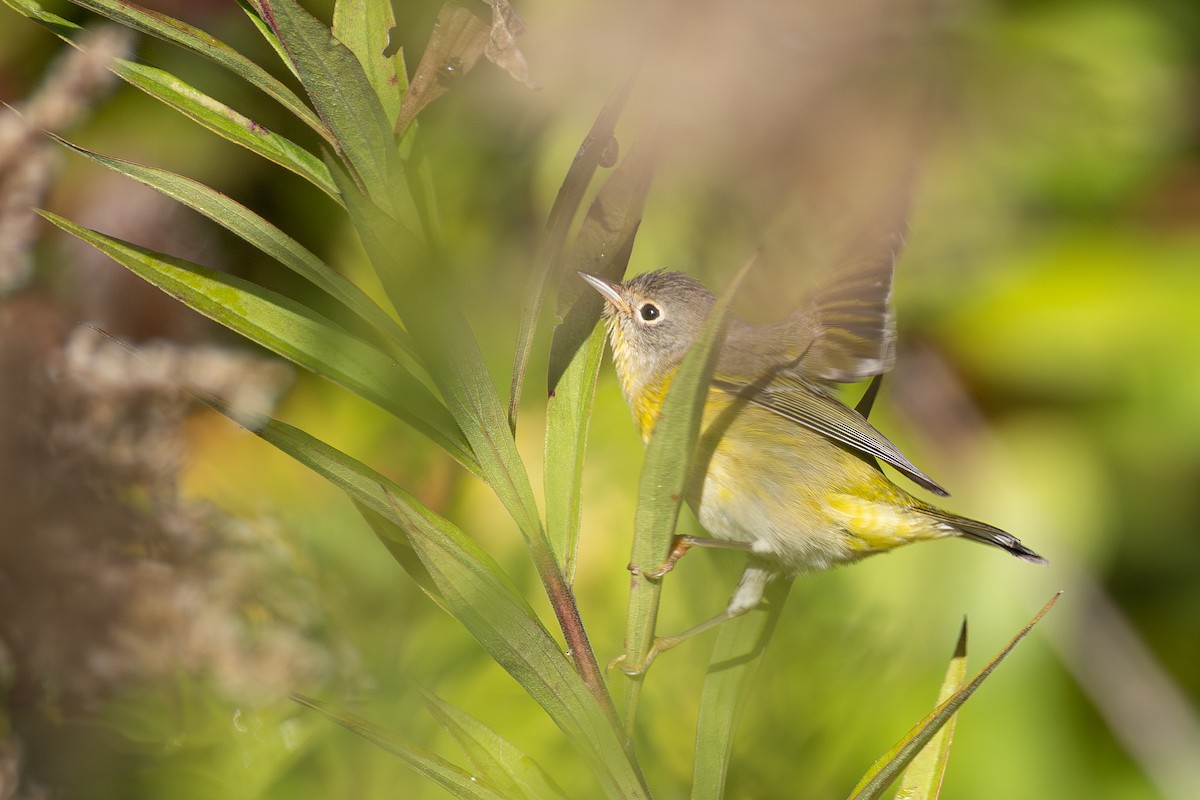 Nashville Warbler - ML643733743