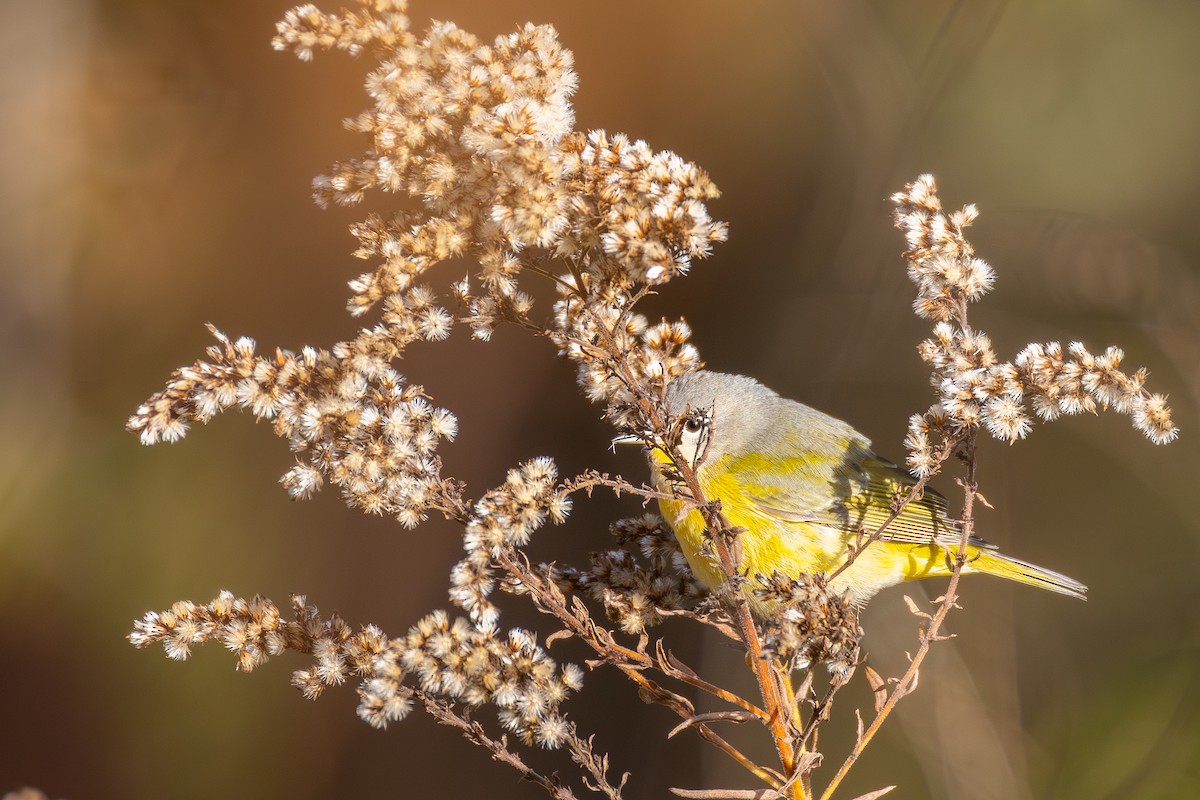 Nashville Warbler - ML643733744