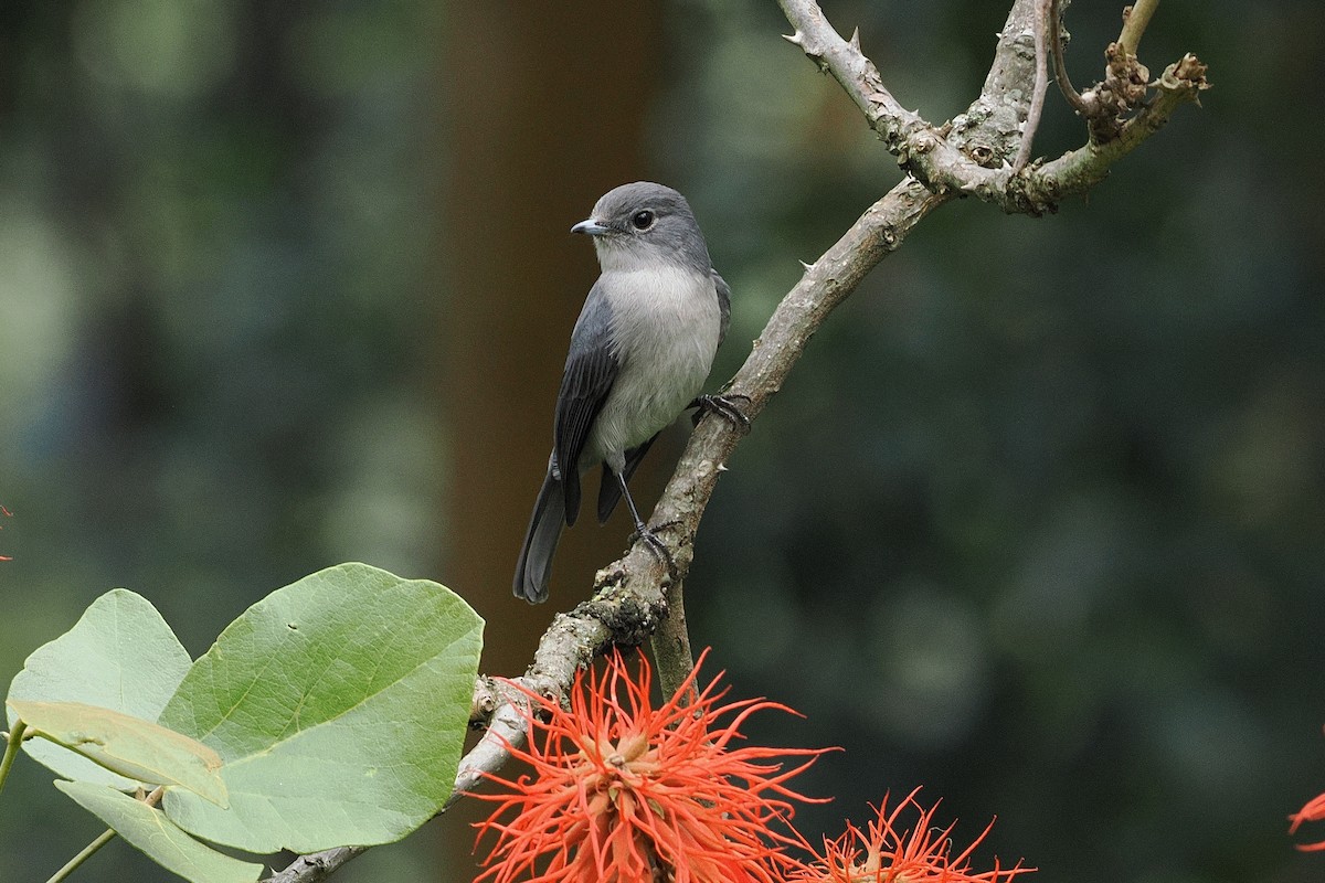 White-eyed Slaty-Flycatcher - ML643733745
