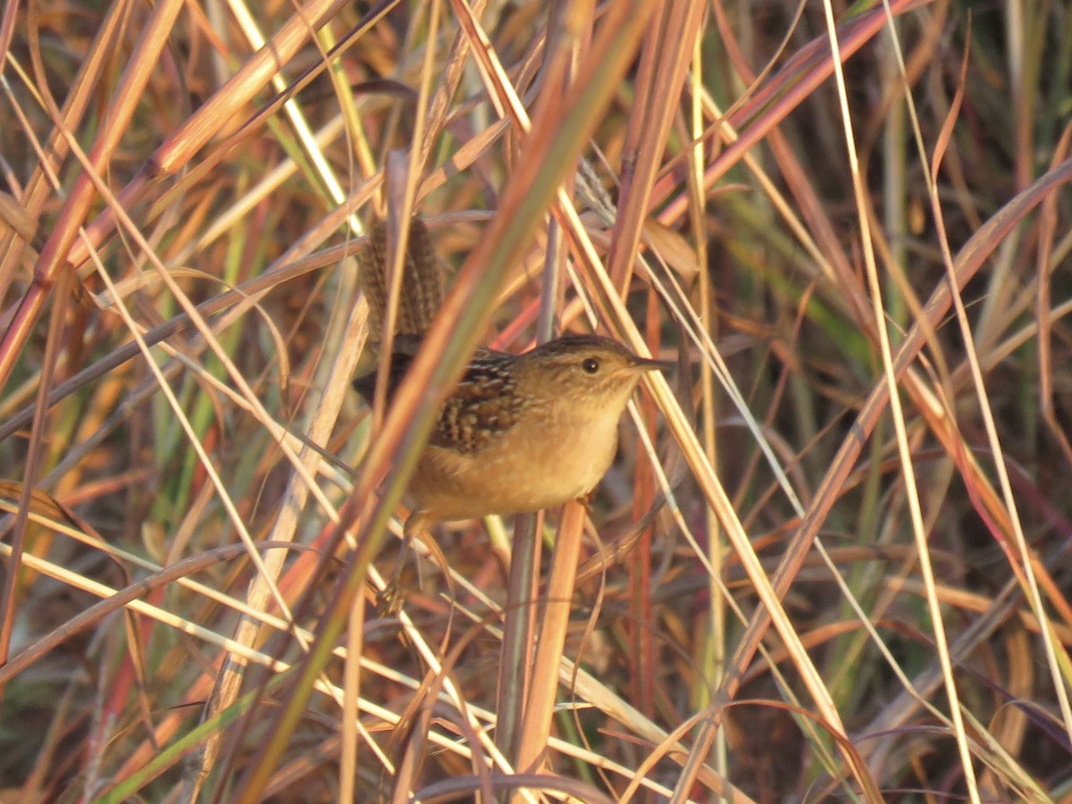 Sedge Wren - ML643733747