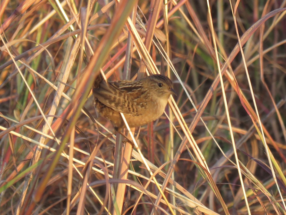 Sedge Wren - ML643733748