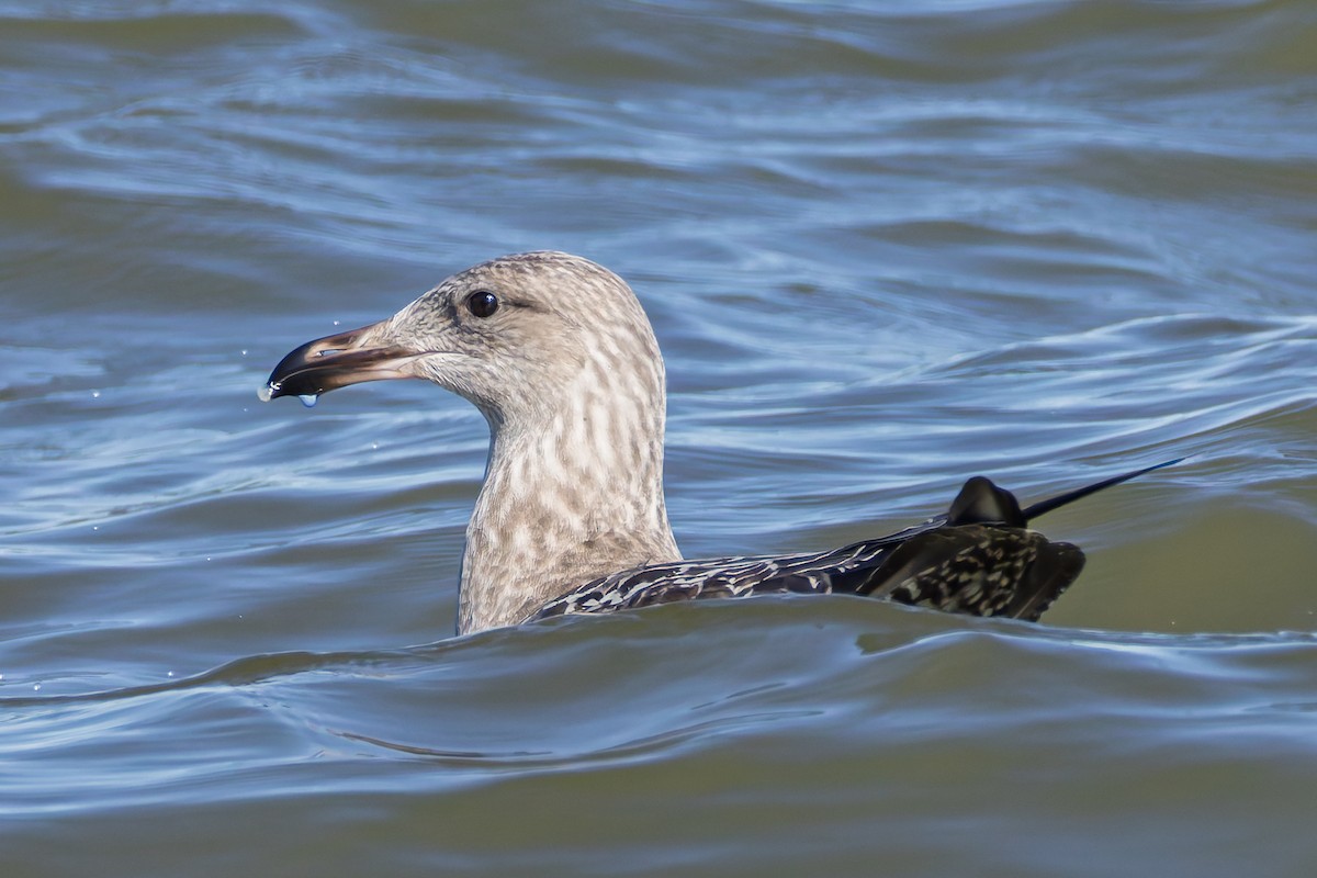 American Herring Gull - ML643733758