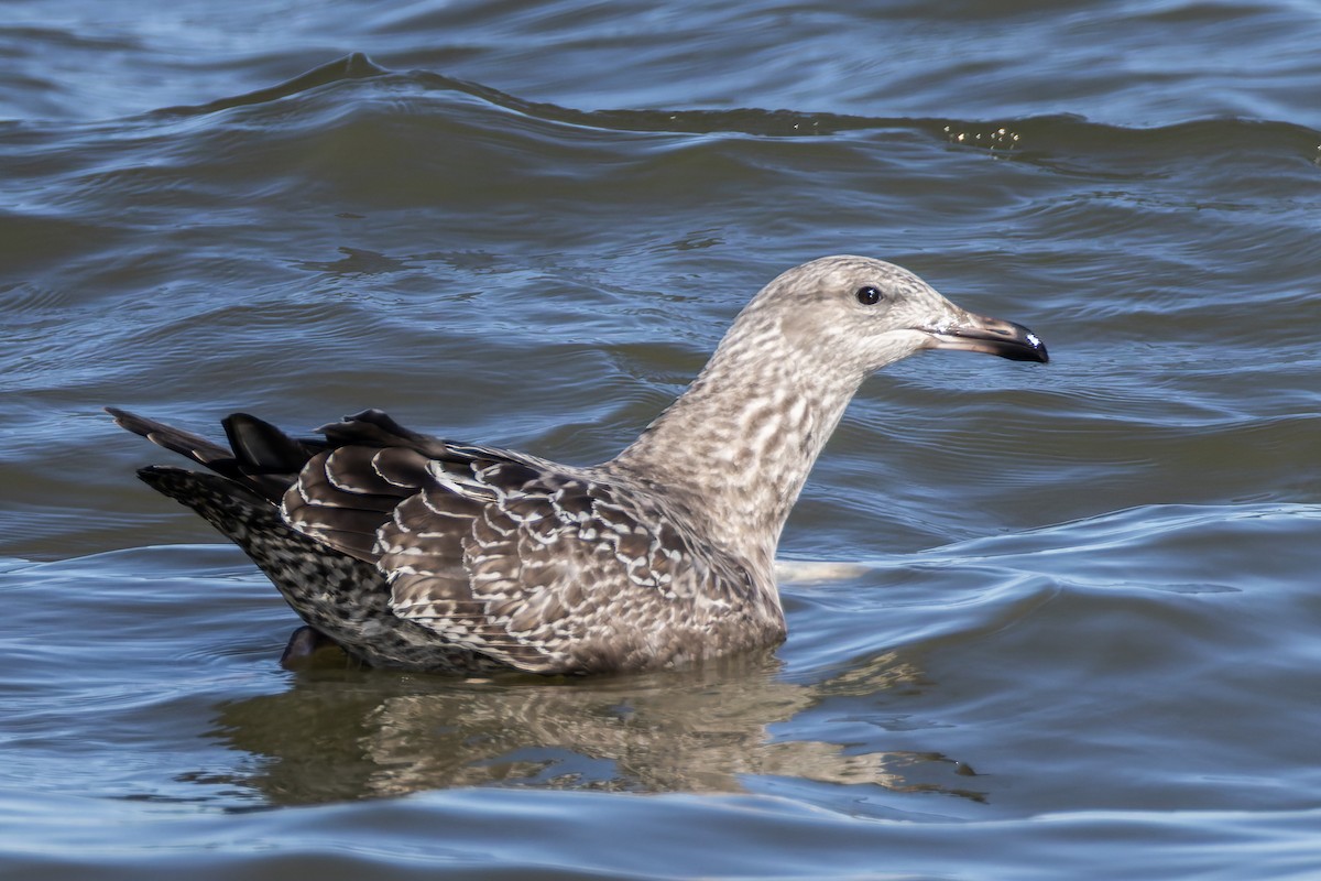 American Herring Gull - ML643733759