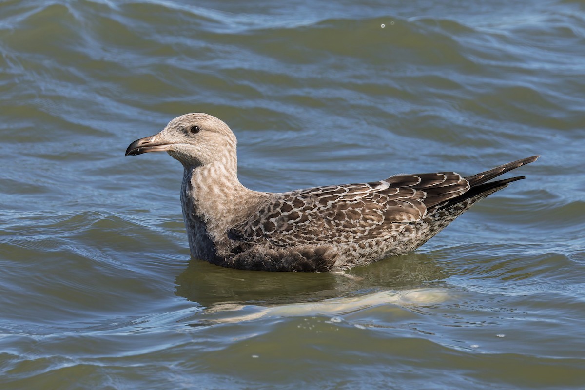 American Herring Gull - ML643733760