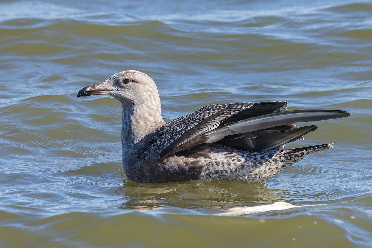 American Herring Gull - ML643733761