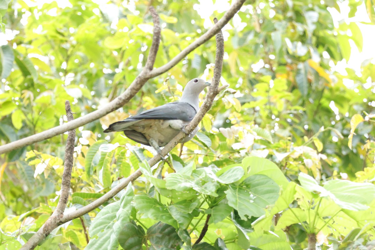 Gray Imperial-Pigeon - ML643733767