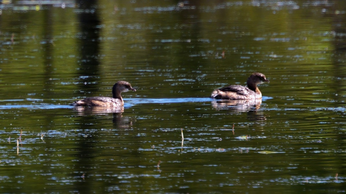 Pied-billed Grebe - ML643733769