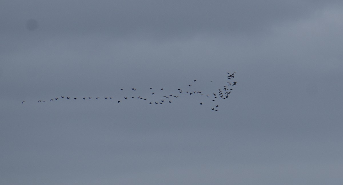 Macreuse à front blanc ou M. à bec jaune - ML643733775