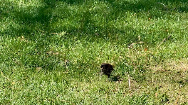 Sargento Alirrojo - ML643733776